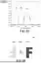 Fig. 23 - LIGHT MODULATION ELEMENT AND INFORMATION RECORDING MEDIUM