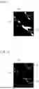 Fig. 09 - THINNING METHOD, THINNING APPARATUS, AND RECORDING MEDIUM RECORDING COMPUTER-READABLE PROGRAM