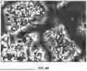 Fig. 71 - EXTRACELLULAR VESICLES FROM MICROALGAE, THEIR BIODISTRIBUTION UPON ADMINISTRATION, AND USES
