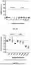 Fig. 03 - 5-HYDROXYMETHYLFURFURAL FOR THE TREATMENT OF MITOCHONDRIAL DYSFUNCTION