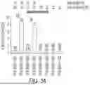 Fig. 46 - COMPOSITIONS AND SYSTEMS FOR REGULATION OF FUNCTION/ABUNDANCE AND DELIVERY OF POLYPEPTIDE PAYLOADS