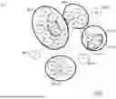 Fig. 09 - PILRA ANTIBODIES AND METHODS OF USE THEREOF