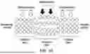 Fig. 02 - GENOME-WIDE RATIONALLY-DESIGNED MUTATIONS LEADING TO ENHANCED CELLOBIOHYDROLASE I PRODUCTION IN S. CEREVISIAE