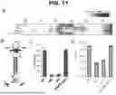 Fig. 22 - Pan-Genotypic Agents Against Influenza Virus and Methods of Using the Same