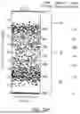 Fig. 36 - METHODS FOR SIMULTANEOUS AMPLIFICATION OF TARGET LOCI
