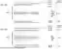 Fig. 38 - METHODS FOR SIMULTANEOUS AMPLIFICATION OF TARGET LOCI