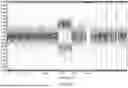 Fig. 51 - METHODS FOR SIMULTANEOUS AMPLIFICATION OF TARGET LOCI
