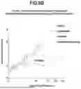 Fig. 19 - Methods and Model Systems for Assessing Therapeutic Properties of Candidate Agents and Related Computer Readable Media and Systems