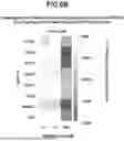 Fig. 22 - Methods and Model Systems for Assessing Therapeutic Properties of Candidate Agents and Related Computer Readable Media and Systems