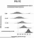 Fig. 28 - Methods and Model Systems for Assessing Therapeutic Properties of Candidate Agents and Related Computer Readable Media and Systems