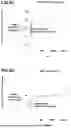 Fig. 33 - Methods and Model Systems for Assessing Therapeutic Properties of Candidate Agents and Related Computer Readable Media and Systems