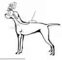 Fig. 01 - MOUNTING STRUCTURE FOR TECHNOLOGICAL COMPONENTS ADAPTED TO CANINE EYEWEAR
