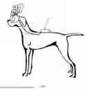 Fig. 09 - MOUNTING STRUCTURE FOR TECHNOLOGICAL COMPONENTS ADAPTED TO CANINE EYEWEAR