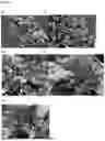 Fig. 02 - NOVEL SQUASH PLANTS WITH DOWNY MILDEW RESISTANCE