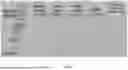 Fig. 13 - MUTANT ACE2 PROTEINS AND METHODS OF USING SAME