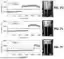 Fig. 08 - BLOOD VOLUME SENSOR SYSTEM