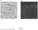 Fig. 06 - INTEGRATED MICROFLUIDIC CHIP FOR CELL IMAGING AND BIOCHEMICAL DETECTION AND METHOD USING THE SAME