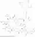 Fig. 589 - DLL3 TARGETING PEPTIDES AND CONSTRUCTS THEREOF