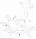 Fig. 592 - DLL3 TARGETING PEPTIDES AND CONSTRUCTS THEREOF