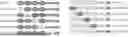 Fig. 01 - ANTIBODIES SPECIFICALLY RECOGNIZING TNFR2 AND USES THEREOF