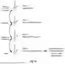 Fig. 02 - PROBES FOR DEPLETING ABUNDANT SMALL NONCODING RNA