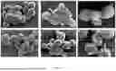 Fig. 06 - ANTI-FUNGAL GRIFFITHSIN COMPOSITIONS AND METHODS OF USE