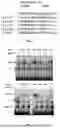 Fig. 02 - SERUM RESPONSE FACTOR REGENERATES SENESCENT CELLS