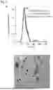 Fig. 02 - COMPOSITIONS AND METHODS FOR REPAIRING DAMAGE TO SKELETAL MUSCLE