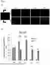 Fig. 05 - COMPOSITIONS AND METHODS FOR REPAIRING DAMAGE TO SKELETAL MUSCLE