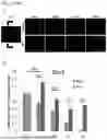 Fig. 06 - COMPOSITIONS AND METHODS FOR REPAIRING DAMAGE TO SKELETAL MUSCLE