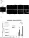 Fig. 07 - COMPOSITIONS AND METHODS FOR REPAIRING DAMAGE TO SKELETAL MUSCLE
