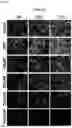 Fig. 08 - COMPOSITIONS AND METHODS FOR REPAIRING DAMAGE TO SKELETAL MUSCLE