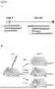 Fig. 12 - COMPOSITIONS AND METHODS FOR REPAIRING DAMAGE TO SKELETAL MUSCLE