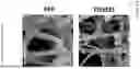 Fig. 13 - COMPOSITIONS AND METHODS FOR REPAIRING DAMAGE TO SKELETAL MUSCLE