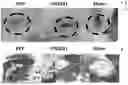 Fig. 15 - COMPOSITIONS AND METHODS FOR REPAIRING DAMAGE TO SKELETAL MUSCLE