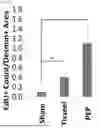 Fig. 17 - COMPOSITIONS AND METHODS FOR REPAIRING DAMAGE TO SKELETAL MUSCLE