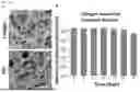 Fig. 19 - COMPOSITIONS AND METHODS FOR REPAIRING DAMAGE TO SKELETAL MUSCLE