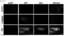 Fig. 25 - COMPOSITIONS AND METHODS FOR REPAIRING DAMAGE TO SKELETAL MUSCLE