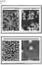Fig. 27 - COMPOSITIONS AND METHODS FOR REPAIRING DAMAGE TO SKELETAL MUSCLE