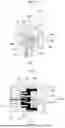 Fig. 07 - MULTI-NEEDLE MODULE FOR SKIN TREATMENT