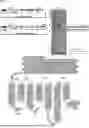 Fig. 01 - SMO HUMAN ANTIBODY