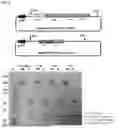 Fig. 06 - SMO HUMAN ANTIBODY