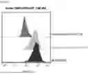 Fig. 11 - SMO HUMAN ANTIBODY