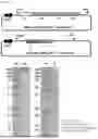 Fig. 12 - SMO HUMAN ANTIBODY