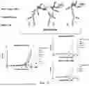 Fig. 13 - SMO HUMAN ANTIBODY