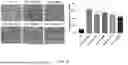 Fig. 17 - SMO HUMAN ANTIBODY