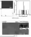Fig. 09 - SYNTHESIS AND FABRICATION OF MECHANICALLY ROBUST AND MESOPOROUS ABAC TETRABLOCK POLYMER MEMBRANES FOR ULTRAFILTRATION