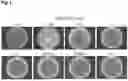 Fig. 02 - PRODUCTION METHOD FOR SHEET-LIKE RETINAL TISSUE