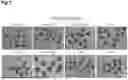 Fig. 08 - PRODUCTION METHOD FOR SHEET-LIKE RETINAL TISSUE