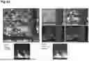 Fig. 43 - PRODUCTION METHOD FOR SHEET-LIKE RETINAL TISSUE